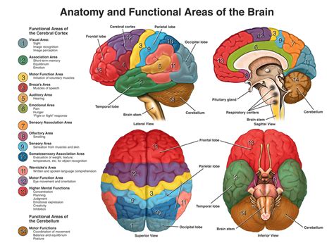 Prefrontal Cortex Diagram