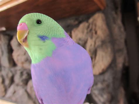 Awesome Parakeet Photos | Parakeet colors, Budgies bird, Pet birds