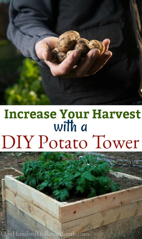 David's DIY Potato Tower - One Hundred Dollars a Month