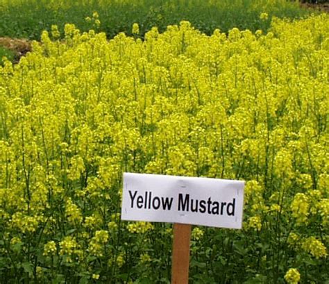 Tame Mustard Production | NDSU Agriculture