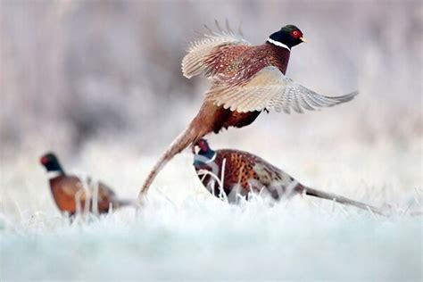 Pheasant Hunting In Snow: A Short Guide To Get Your Catch!