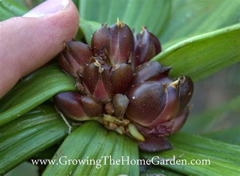 How To Plant Lily Seeds - trabalheemcasa-agloco