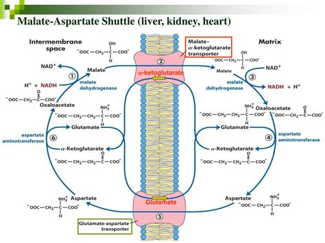 PPT - Chapter 19 OXIDATIVE PHOSPHORYLATION AND PHOTOPHOSPHORYLATION ...