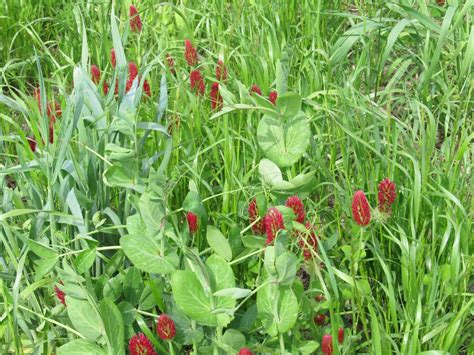 cover-crop-mix-was-crimson-clover-annual-ryegrass-Austrian-winter-pea ...