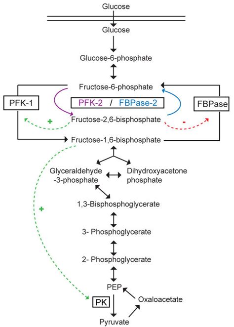 Where Is Phosphofructokinase Located in the Cell