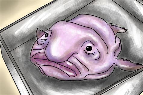 16+ Blobfish With Hair - KirstinaDea