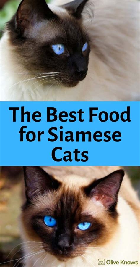 The Best Food for Siamese Cats [Real Cat Expert Picks] - OliveKnows