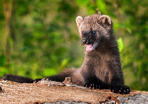 Fisher populations will struggle to survive increasing wildfires