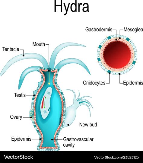 Cnidaria Anatomy