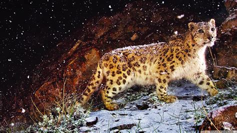 Snow Leopard Flurries Ultra HD Wallpaper for 4K UHD TV & Desktop : Widescreen & UltraWide ...