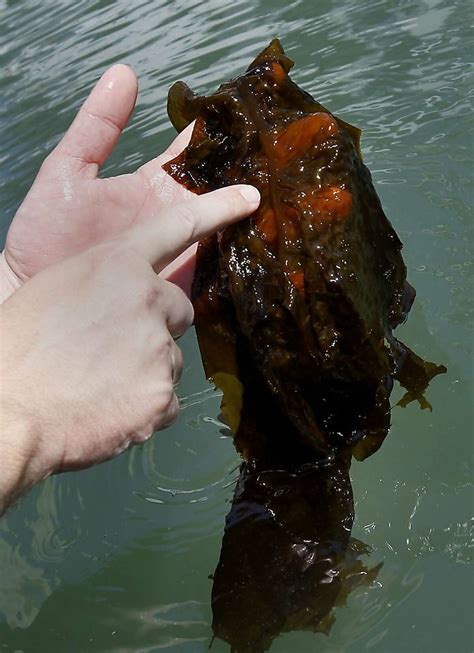 Invasive brown kelp worries Calif. researchers