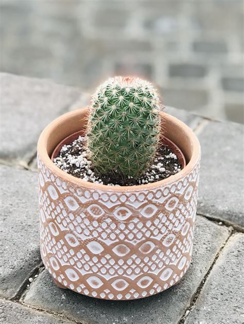 Houseplant Cactus in Terra Cotta Planter - Fergusons Garden Center