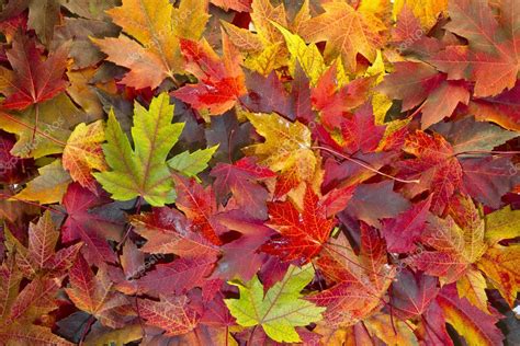 Maple Leaves Mixed Fall Colors Background 2 — Stock Photo © davidgn #4154002