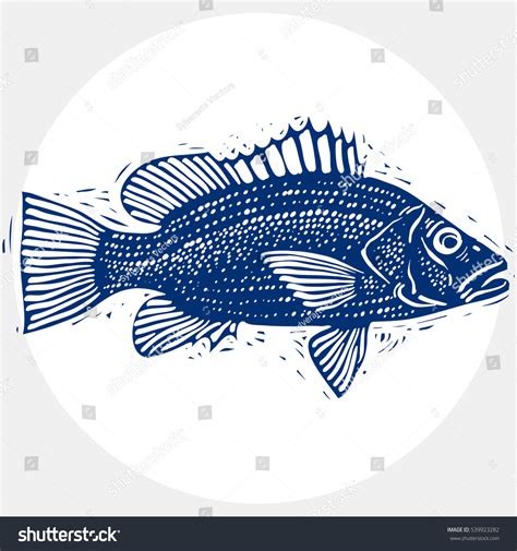 Vector Drawing Freshwater Fish Fins Underwater Stock Vector (Royalty Free) 539923282 | Shutterstock