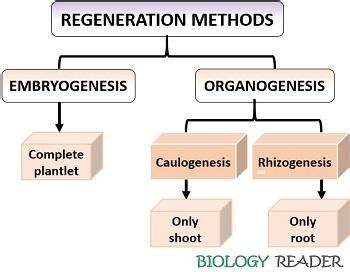 Regeneration in Plants - Definition and methods - Biology Reader