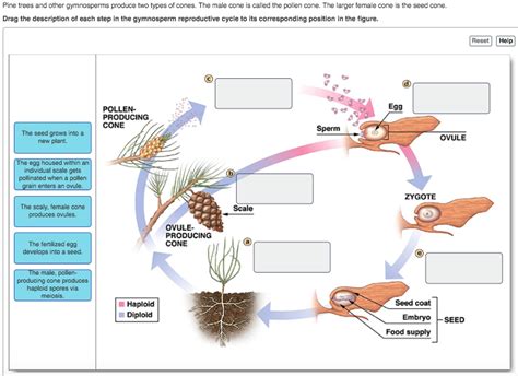 Solved Pine trees and other gymnosperms produce two types of | Chegg.com