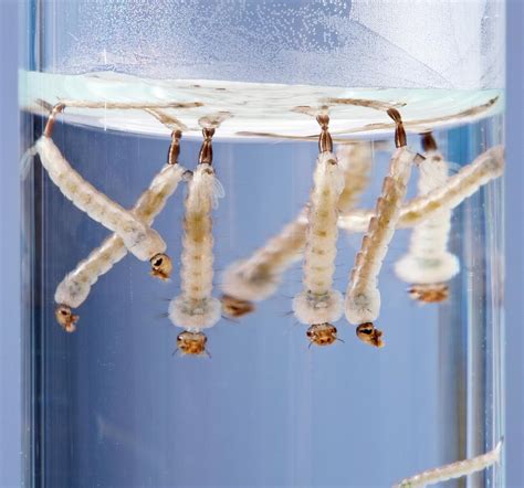 Asian Tiger Mosquito Larvae by Science Photo Library