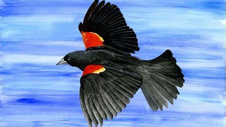 Interpreting Red-winged Blackbird Behavior | All About Birds