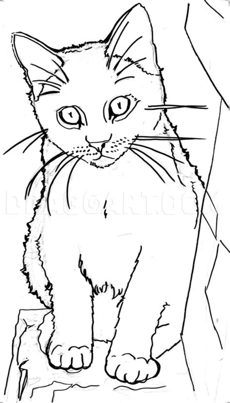 How To Sketch A Cat, Step by Step, Drawing Guide, by catlucker ...