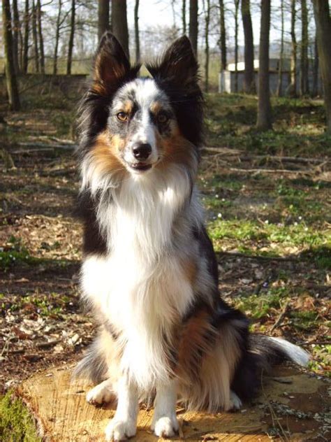 63+ Brown Border Collie Sheltie Mix - l2sanpiero