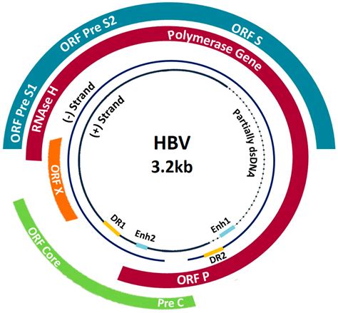 Hepatitis B Virus Genome