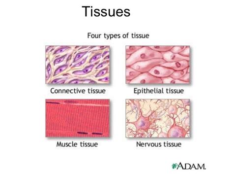 Anatomy and physiology Tissue Chapter