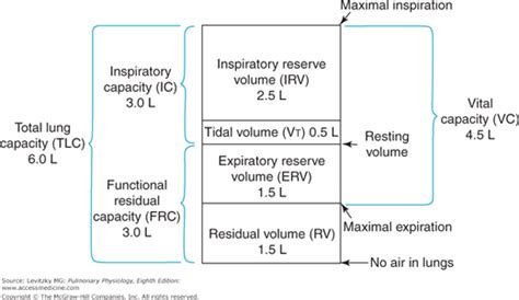 Alveolar Ventilation | Basicmedical Key