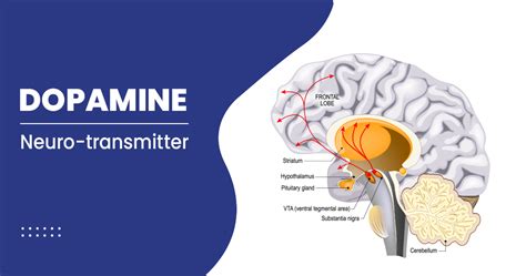 Dopamine and its Functions