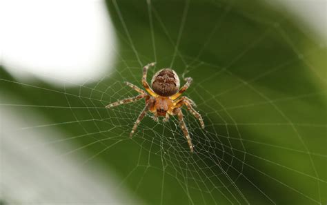 Free Images : nature, leaf, green, fauna, material, invertebrate, spider web, close up, arachnid ...