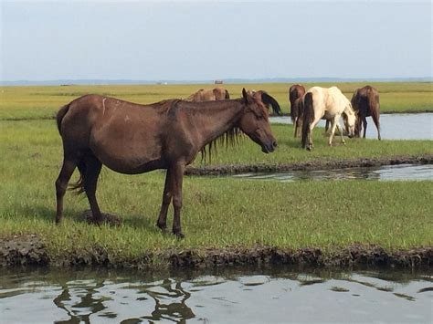 Chincoteague Island Adventures - All You Need to Know BEFORE You Go (2024)