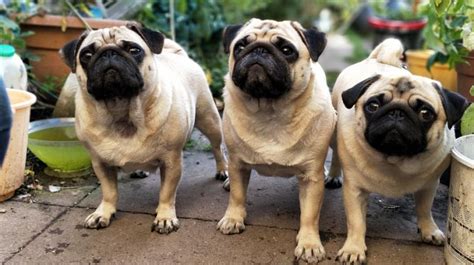 PETA India asks Vodafone to stop using genetically compromised pugs in ...