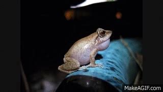 Coqui frogs UP CLOSE and LOUD! on Make a GIF