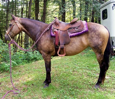 Registered Buckskin Quarter Horse Mare