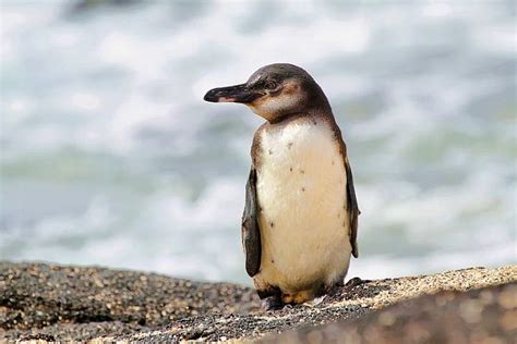 Top Wildlife Viewing On Isabela Island, Galapagos