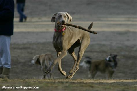 Dog Training Games Make Puppy Training Fun - Weimaraner Puppies