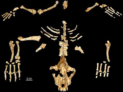 Cave fossil offers new clues about the huge hyenas that once roamed Europe | Fossils | Earth ...