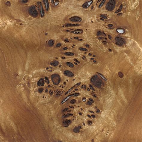 Black Poplar | The Wood Database - Lumber Identification (Hardwood)