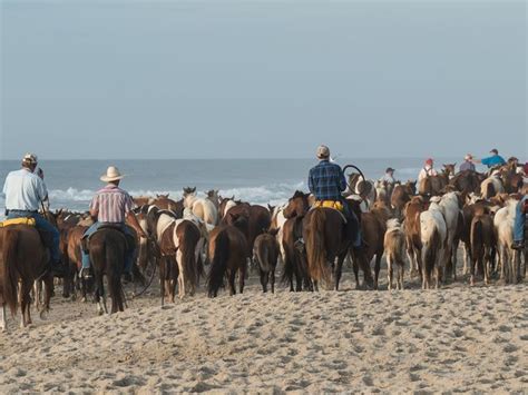 Saltwater Cowboys make their way towards the southern | Beach walk, Saltwater, Chincoteague ponies