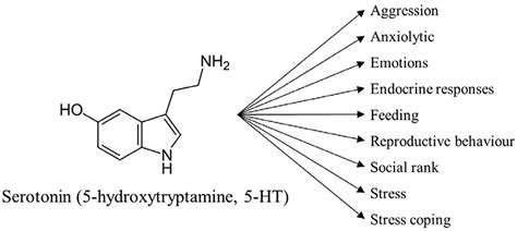 Frontiers | Serotonin Coordinates Responses to Social Stress—What We Can Learn from Fish ...