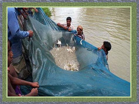 Bangladeshi culture: Fish farming in Bangladesh