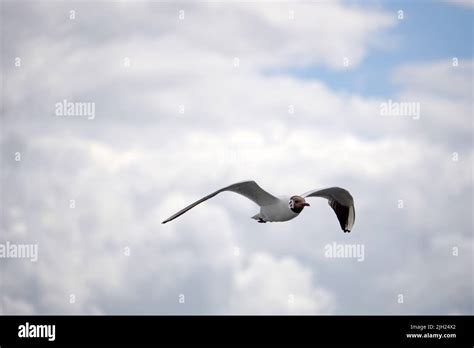 Flying black and white seagull Stock Photo - Alamy