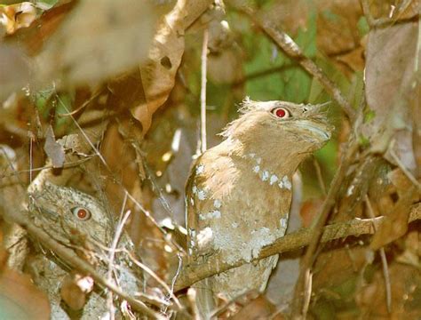 Tracking endangered species in Kerala