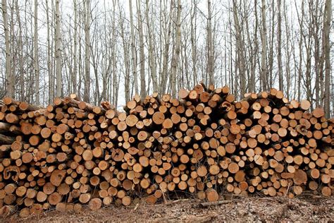 Piles Of Logs In A Forest Photograph by Jim West - Fine Art America