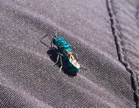 Shiny blue flying bug landed on me in Montreal in late September. Anyone know what it could be ...