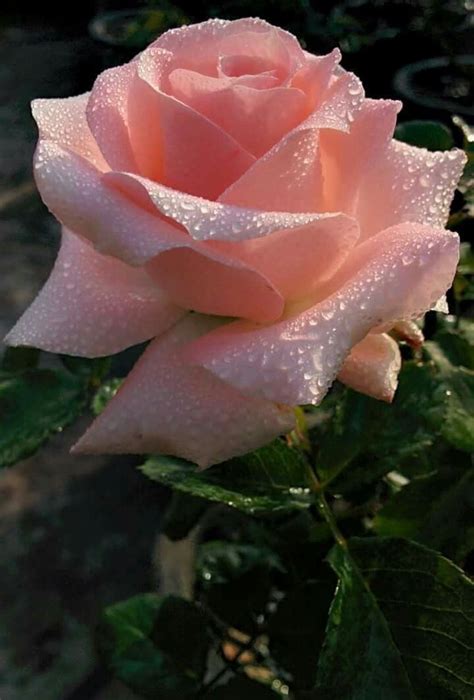 Apricot Candy Rose : r/Roses