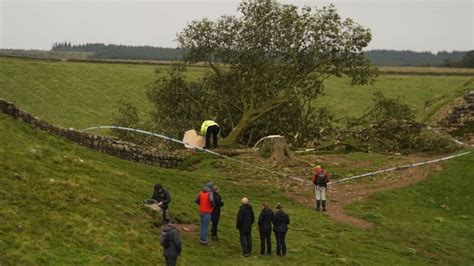 Where is the Sycamore Gap tree? How old the iconic Hadrian's Wall landmark is and its connection ...