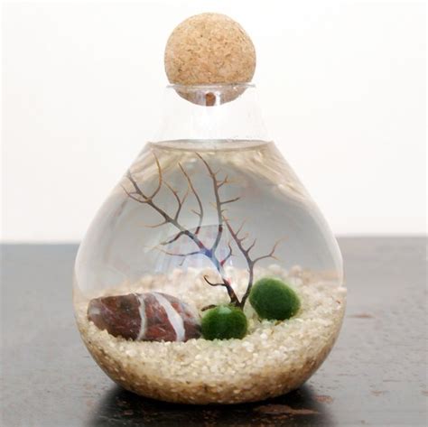 Marimo Moss Ball Aquarium by Moss + Twig » Petagadget