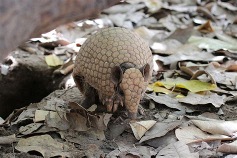 Conheça o Tatu-Bola, o menor tatu do Brasil - No Clima da Caatinga