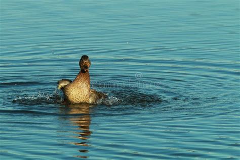 Female Duck Splashing about in the Water Stock Photo - Image of ...