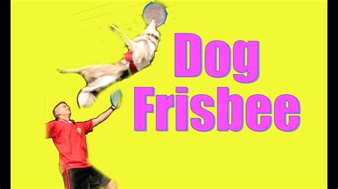 Dog Frisbee: Tips and Tricks - YouTube